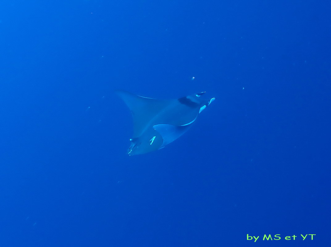 Photo 3 Mobula mobular raja